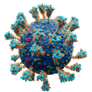 Model des Coronavirus_SARS